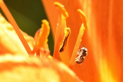 Close-up of ladybug on orange leaf