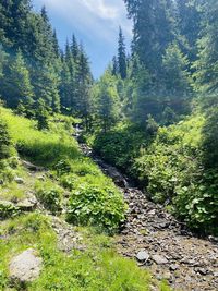 Scenic view of trees growing in forest