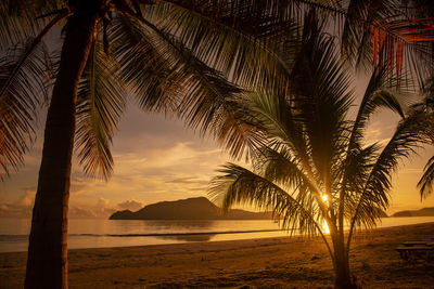 Palm trees on beach against sky