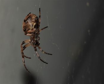 Close-up of spider