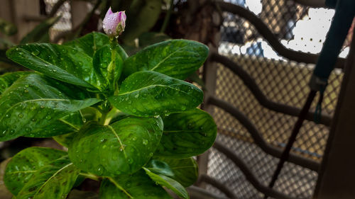 Close-up of fresh green plant