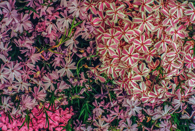 Full frame shot of pink flowering plants