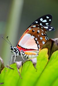 Close-up of butterfly perching on leaf