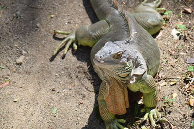 High angle view of lizard on land