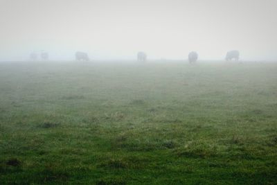 Scenic view of grassy field against sky