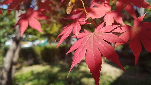 Close-up of red maple leaves