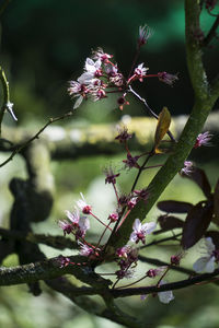 Close-up of bee on flower tree