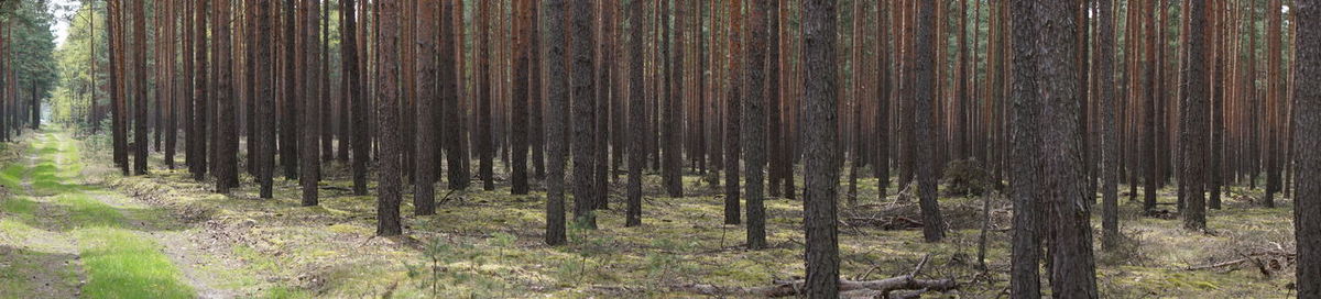 Trees in forest