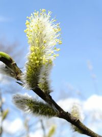 Low angle view of flowers against sky