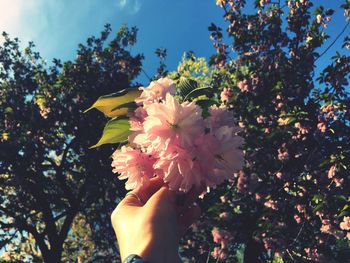 Low angle view of flowers against sky