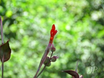 Close-up of red leaf against blurred background