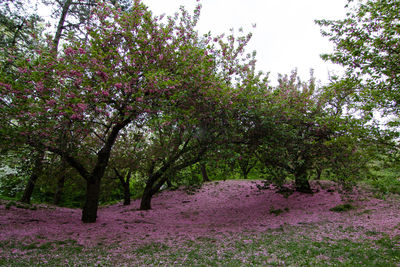 Scenic view of pink flowering trees against sky