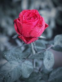 Close-up of wet red rose blooming outdoors