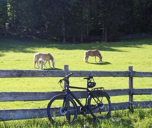 Horses grazing in a field