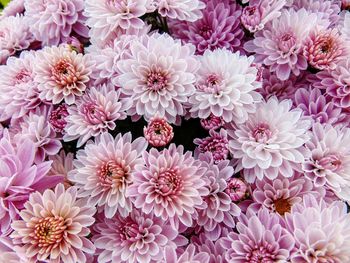 High angle view of pink flowering plants