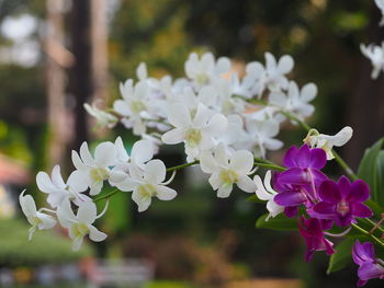 Close-up of white flowers blooming outdoors