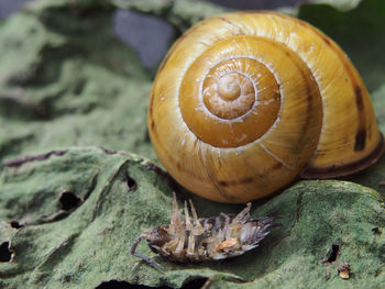 Close-up of snail