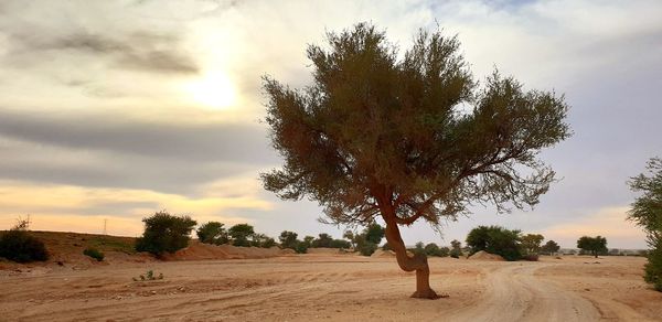 Trees on field against sky