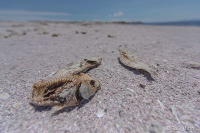 Close-up of lizard on sand at beach against sky