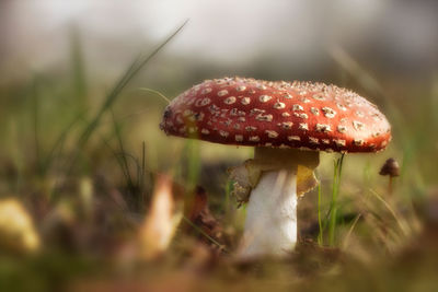 Close-up of mushroom growing on field