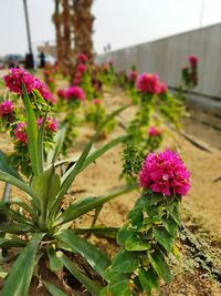 Close-up of pink flowering plant