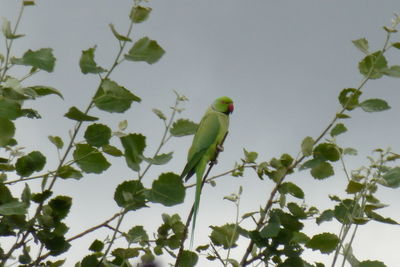 Low angle view of bird perching on tree trunk