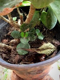 Close-up of plant