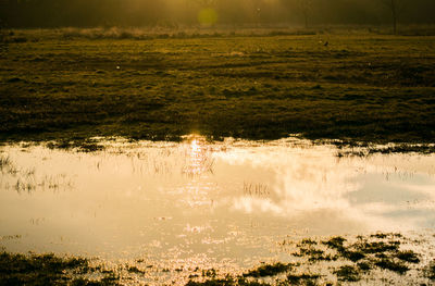 Reflection of trees in water