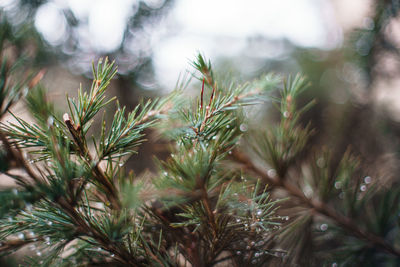 Close-up of pine tree