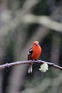 Close-up of bird perching on snow