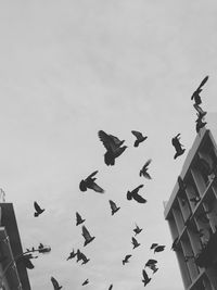 Low angle view of birds flying in sky