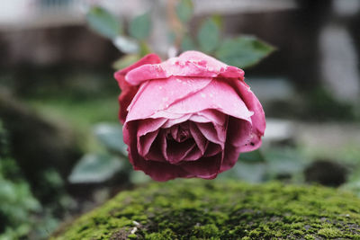 Close-up of pink rose