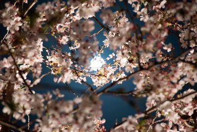 Close-up of cherry blossoms in spring