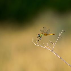 Close-up of insect on plant