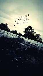 Low angle view of birds flying against sky