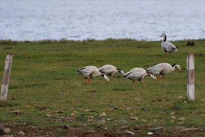 Flock of birds on field