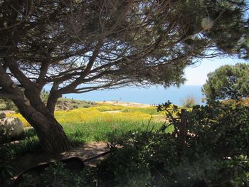 Tree on field against sky