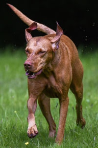 Vizsla running on grassy field