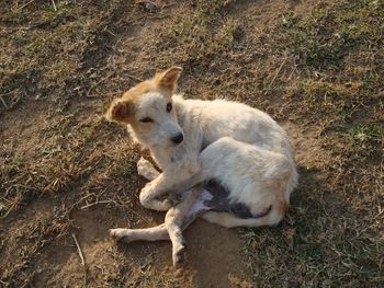 High angle view of dog on field