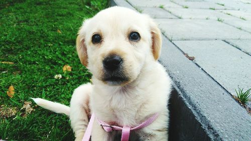 Close-up portrait of dog sitting on grass