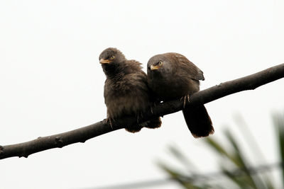 Low angle view of birds perching on branch against sky