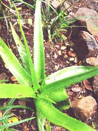 High angle view of plants growing on field