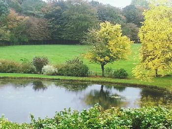 Reflection of trees in pond