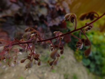 Close-up of fresh plant