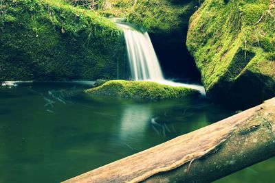 Scenic view of waterfall in forest