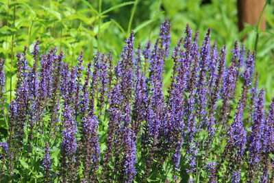 Close-up of purple lavender flowers in field