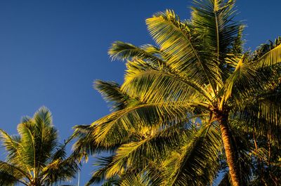 Low angle view of palm tree against clear blue sky