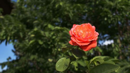 Close-up of red rose