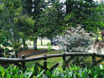 Plants growing in park