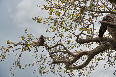 Low angle view of bird perching on tree against sky